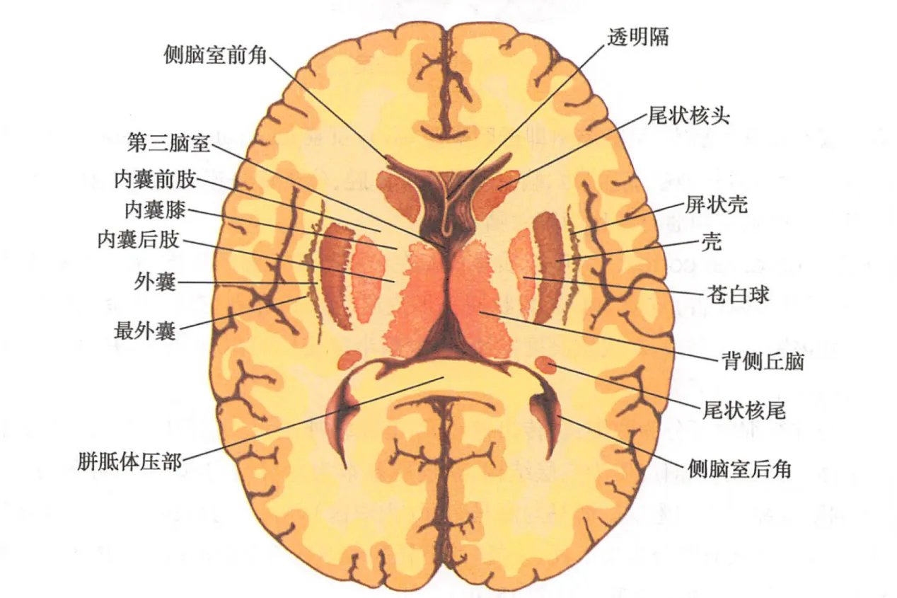 大脑结构图及功能图