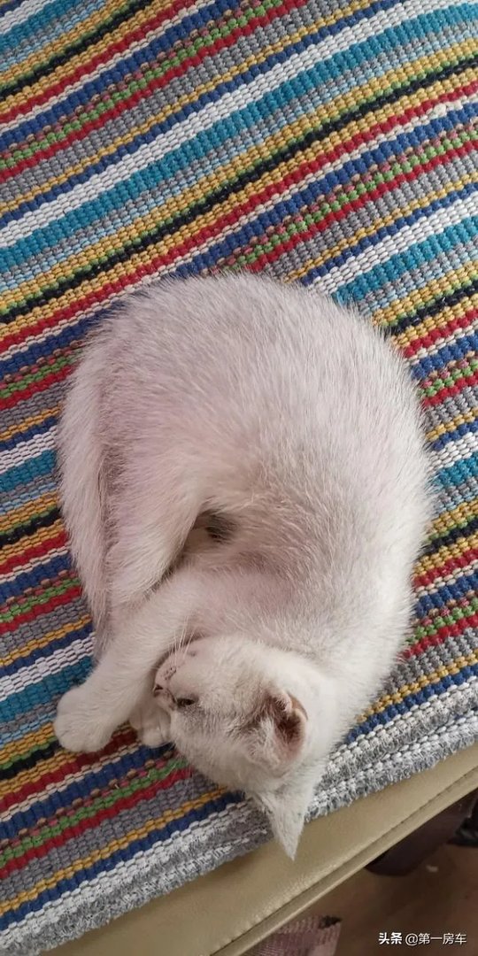 房车旅行可以带猫吗?为什么?