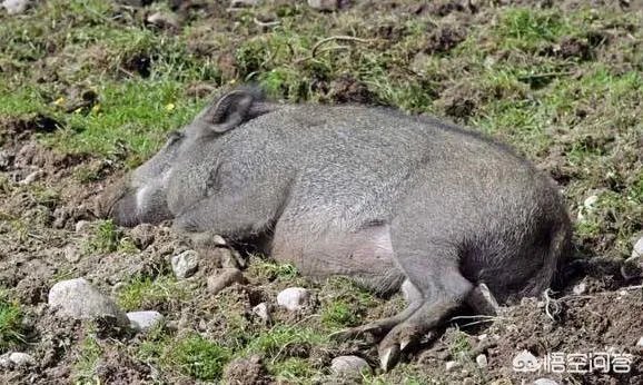 野猪是保护动物国家禁止猎杀，可是农民种的庄稼经常被糟蹋该怎么办？