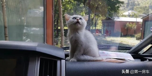 房车旅行可以带猫吗?为什么?