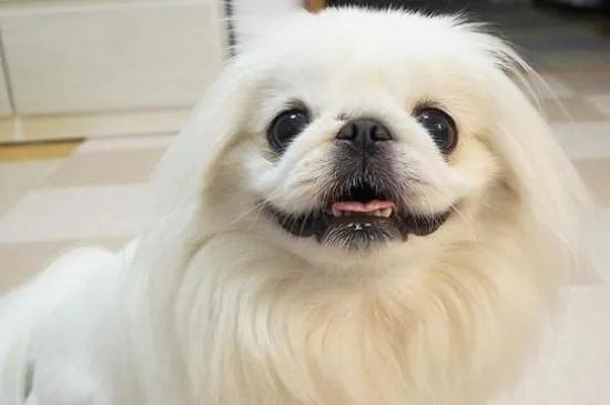 京巴狗是一种可爱的狗狗,那么京巴狗有哪些特点吗?