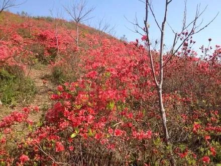 杜鹃花刷爆朋友圈,为何被告诫勿再买?