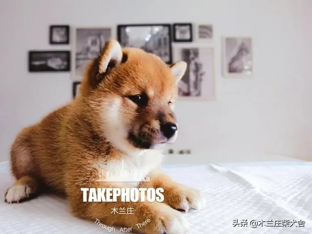 想养只小宠物具体哪个更适合家养?