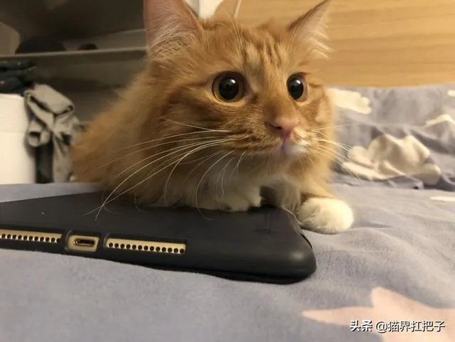 想养只小宠物具体哪个更适合家养?
