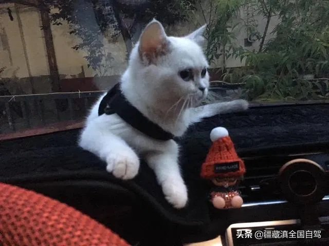 房车旅行可以带猫吗?为什么?