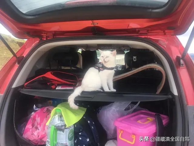 房车旅行可以带猫吗?为什么?