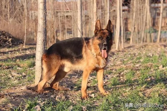 对主人忠诚的狗狗有哪些?