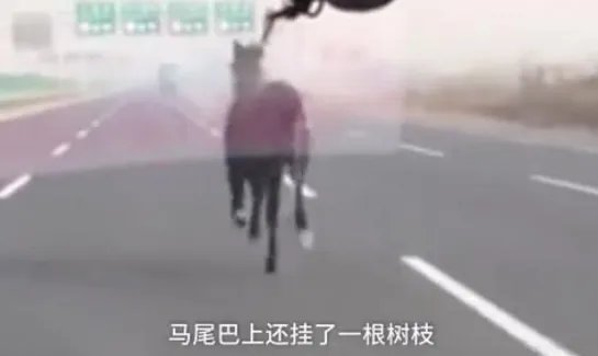 高速上现骏马狂奔是什么情况?