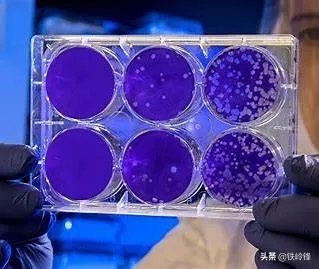 美国确诊人数从前天的35000直降到26000，是真的吗？