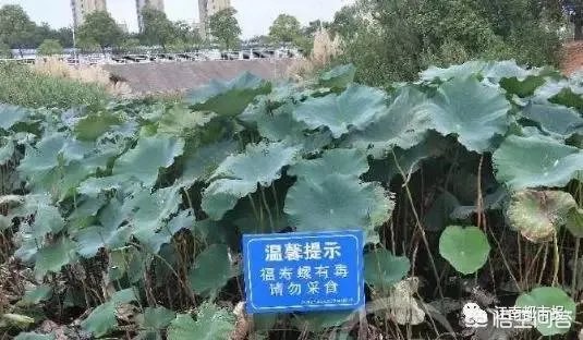 你怎么看南昌市民争相到公园打捞福寿螺这个事?这个有毒吗?