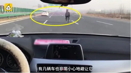 高速上现骏马狂奔是什么情况?