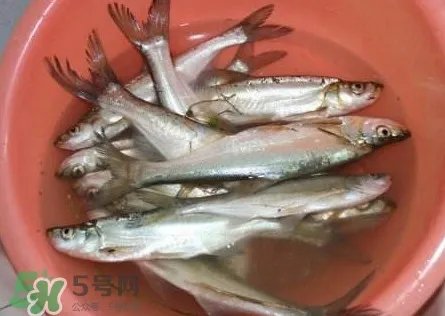 翘壳是什么鱼?翘壳鱼多少钱一斤2017?