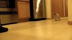 怎样训练狗狗讲规矩呀?