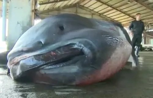 渔民捕获罕见鲟鳇 海中罕见怪物大全