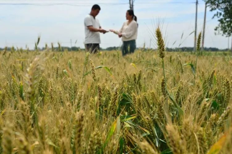 沙漠种植水稻成功 为保障全球粮食安全再添中国贡献