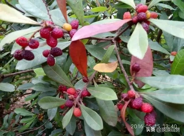 杨梅苗木栽培需要注意哪些事项?有没有什么好方法?