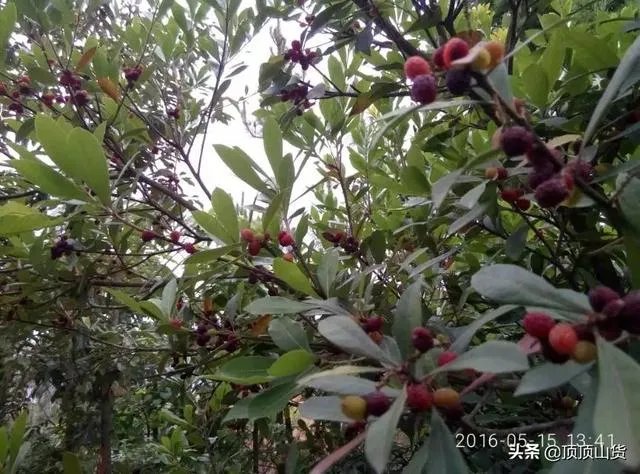 杨梅苗木栽培需要注意哪些事项?有没有什么好方法?