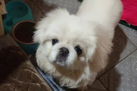 京巴狗是一种可爱的狗狗,那么京巴狗有哪些特点吗?