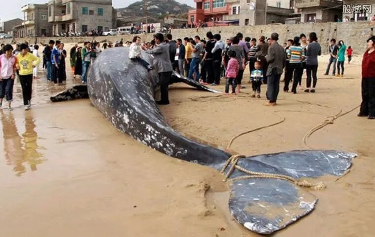 浙江百年水库泄洪冲出大鱼 村民以为是水怪
