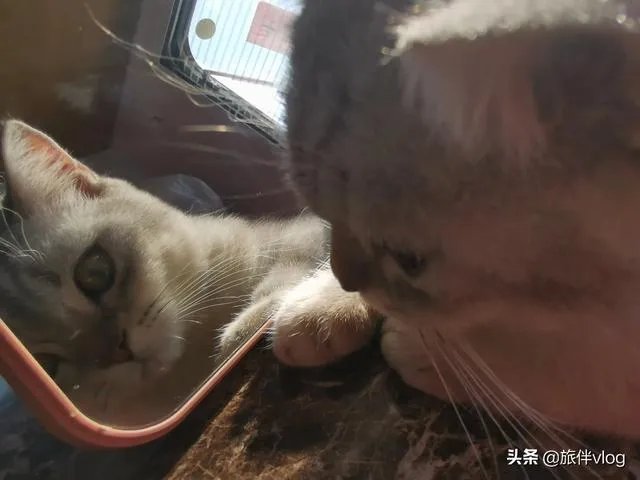房车旅行可以带猫吗?为什么?
