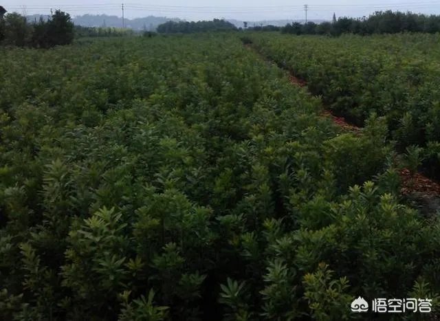 杨梅苗木栽培需要注意哪些事项?有没有什么好方法?