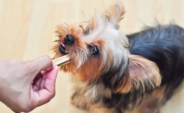怎样训练狗狗讲规矩呀?
