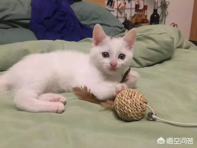 给每个员工发一只猫,等员工离职的话要把猫退还给公司,这样做可以起到稳定团队的作用吗?