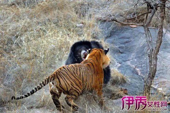 藏獒vs老虎谁厉害