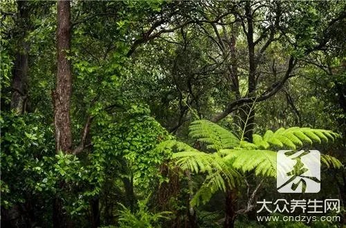 新房放什么植物除甲醛