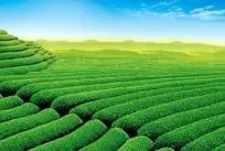 中茶108这个品种有何优缺点?