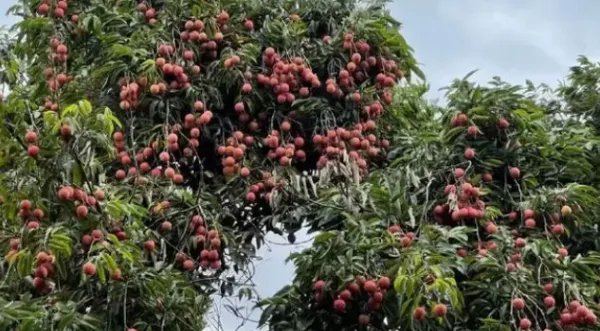 专家攻克无核荔枝种植难题,这将对农业带来怎样的帮助?
