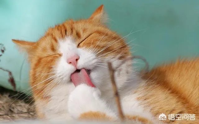 给每个员工发一只猫,等员工离职的话要把猫退还给公司,这样做可以起到稳定团队的作用吗?