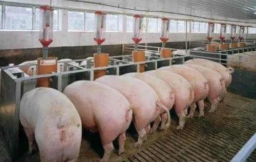 猪肉价格连续7周回落，回落的主要原因有哪些？