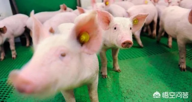“人工智能养猪”的行为到底靠不靠谱？