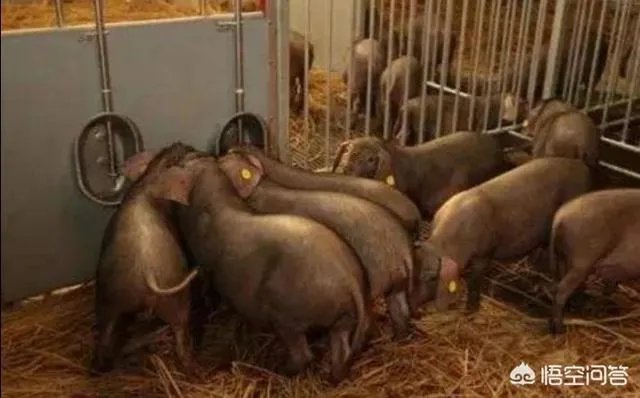 “人工智能养猪”的行为到底靠不靠谱？