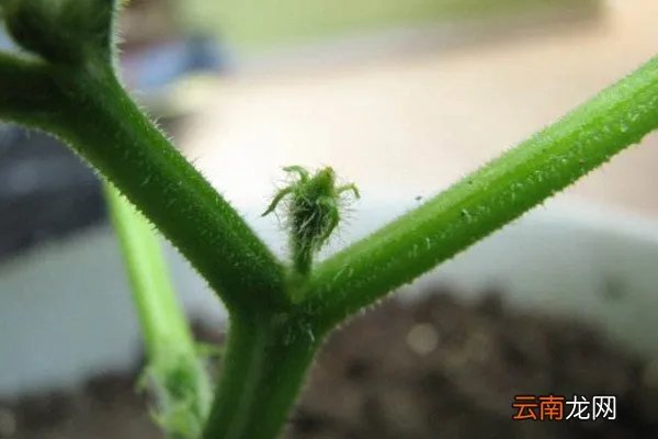 花怎么摘心,怎么给花摘心?