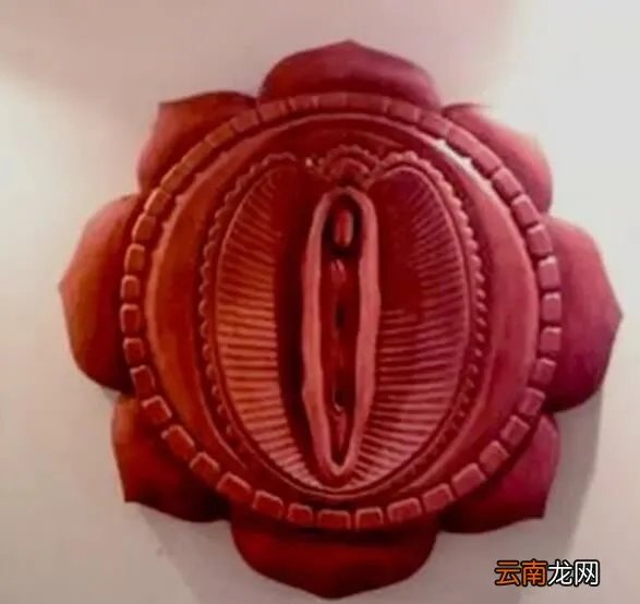 现存世上的肉莲法器图片 肉莲是什么部位