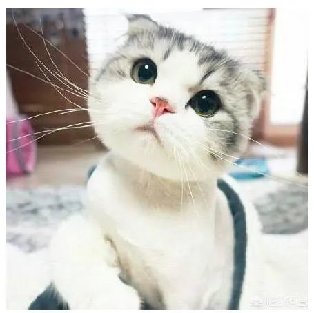 给每个员工发一只猫,等员工离职的话要把猫退还给公司,这样做可以起到稳定团队的作用吗?
