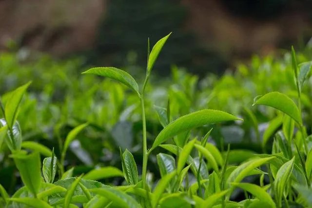中茶108这个品种有何优缺点?