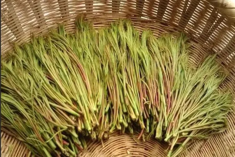 黄练芽的图片