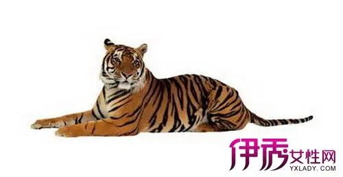 藏獒vs老虎谁厉害