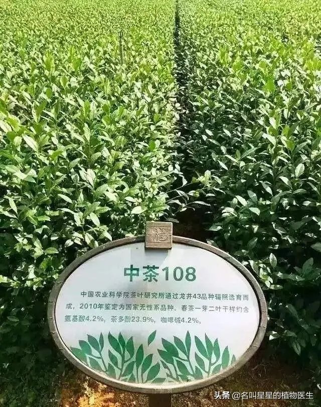 中茶108这个品种有何优缺点?