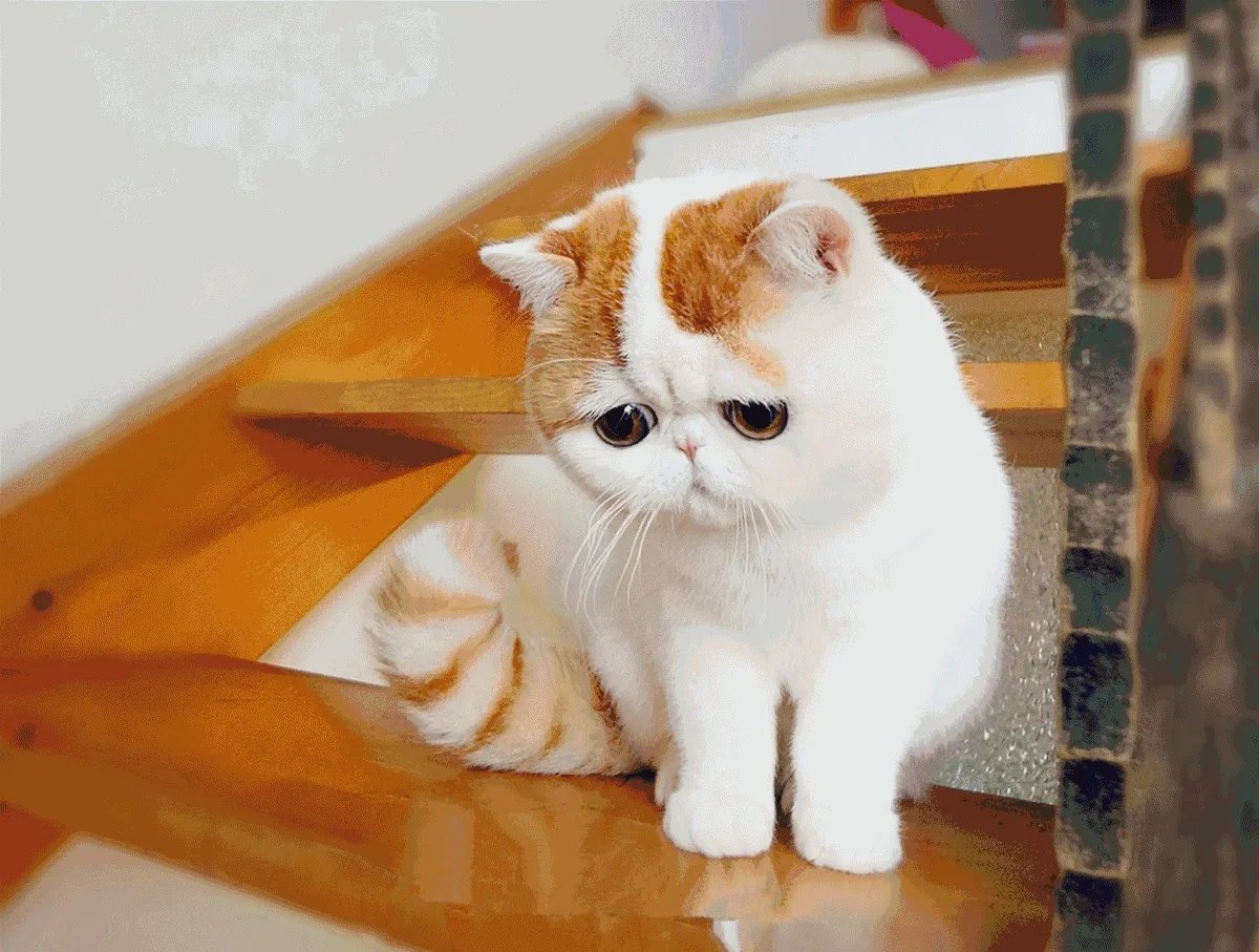 给每个员工发一只猫,等员工离职的话要把猫退还给公司,这样做可以起到稳定团队的作用吗?