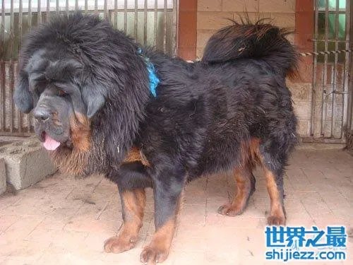 世界上最贵的藏獒,中国纯红藏獒高达5000万