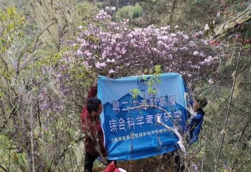 枯鲁杜鹃——