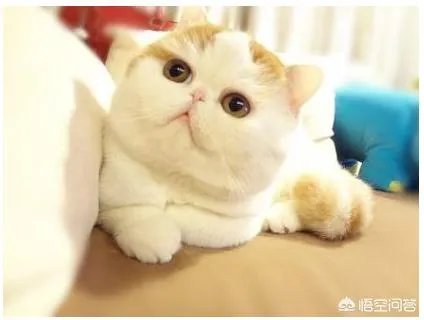 给每个员工发一只猫,等员工离职的话要把猫退还给公司,这样做可以起到稳定团队的作用吗?