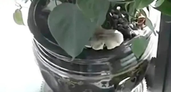 昆明一办公室内长出巨大蘑菇,这个蘑菇能吃吗?