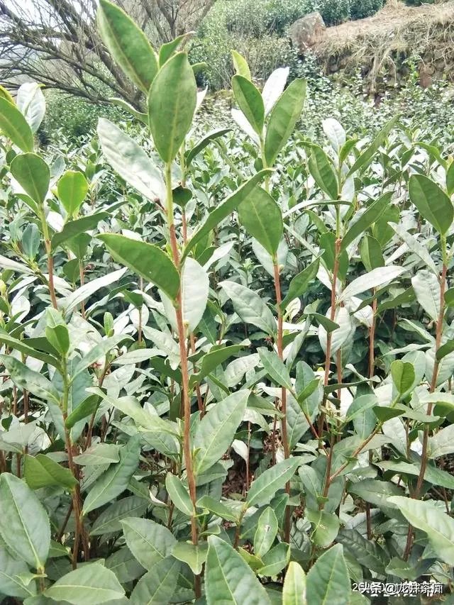 中茶108这个品种有何优缺点?