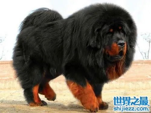 世界上最贵的藏獒,中国纯红藏獒高达5000万