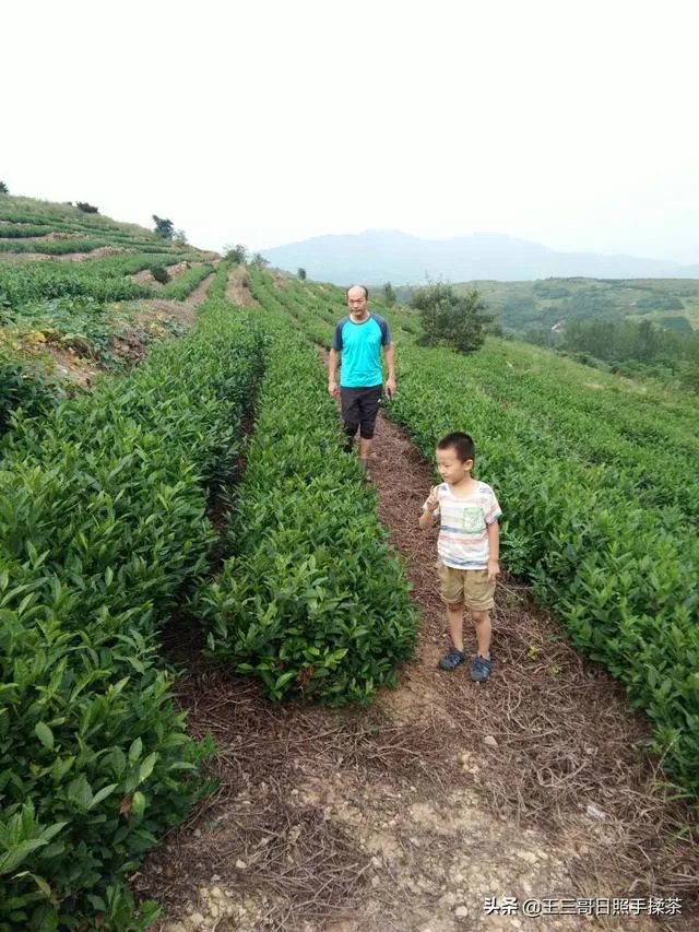中茶108这个品种有何优缺点?
